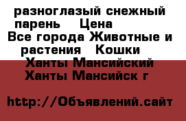 разноглазый снежный парень. › Цена ­ 10 000 - Все города Животные и растения » Кошки   . Ханты-Мансийский,Ханты-Мансийск г.